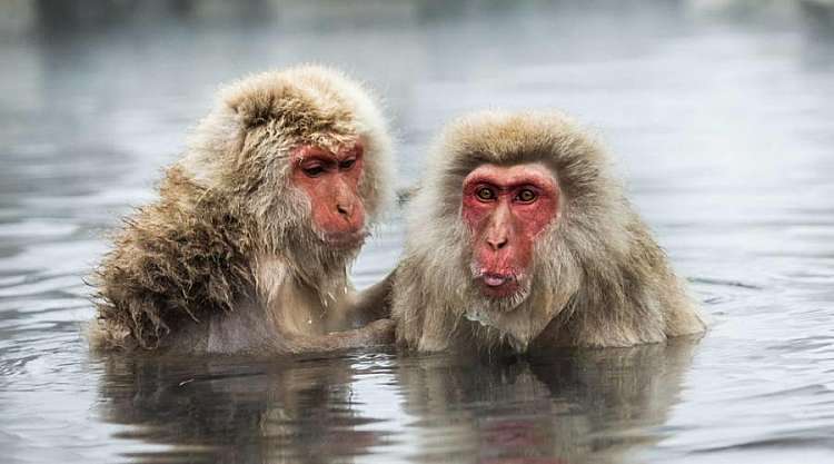 Snow Monkey Park
